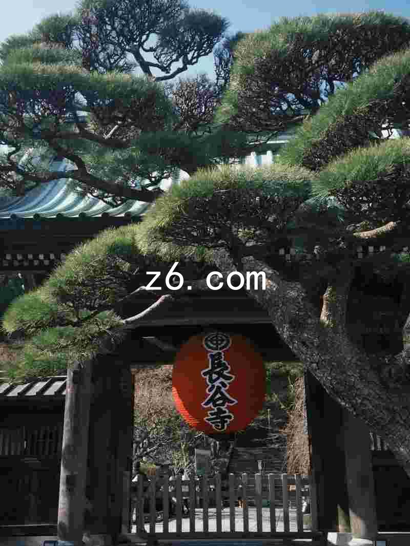 z6.com